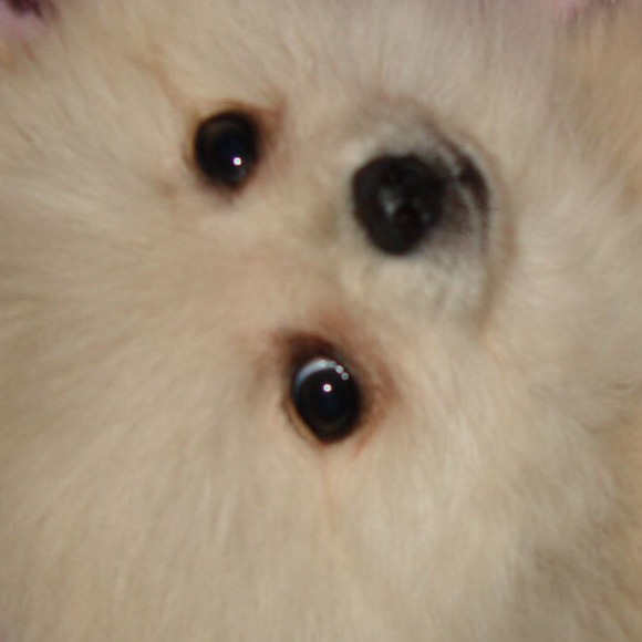 ilovepoofy